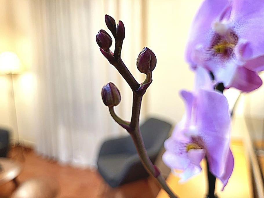 Flamenco, Apartamento Exclusivo De Dos Habitaciones En El Pleno Del Casco Antiguo, Alicante, Playa, Centro Historico, Rambla 외부 사진